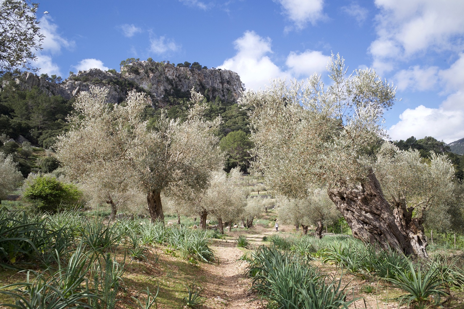 Short walk through olive trees