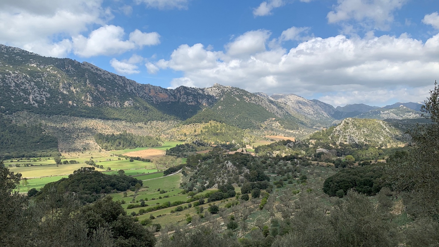 Un paseo por el Olivar de Son Palou