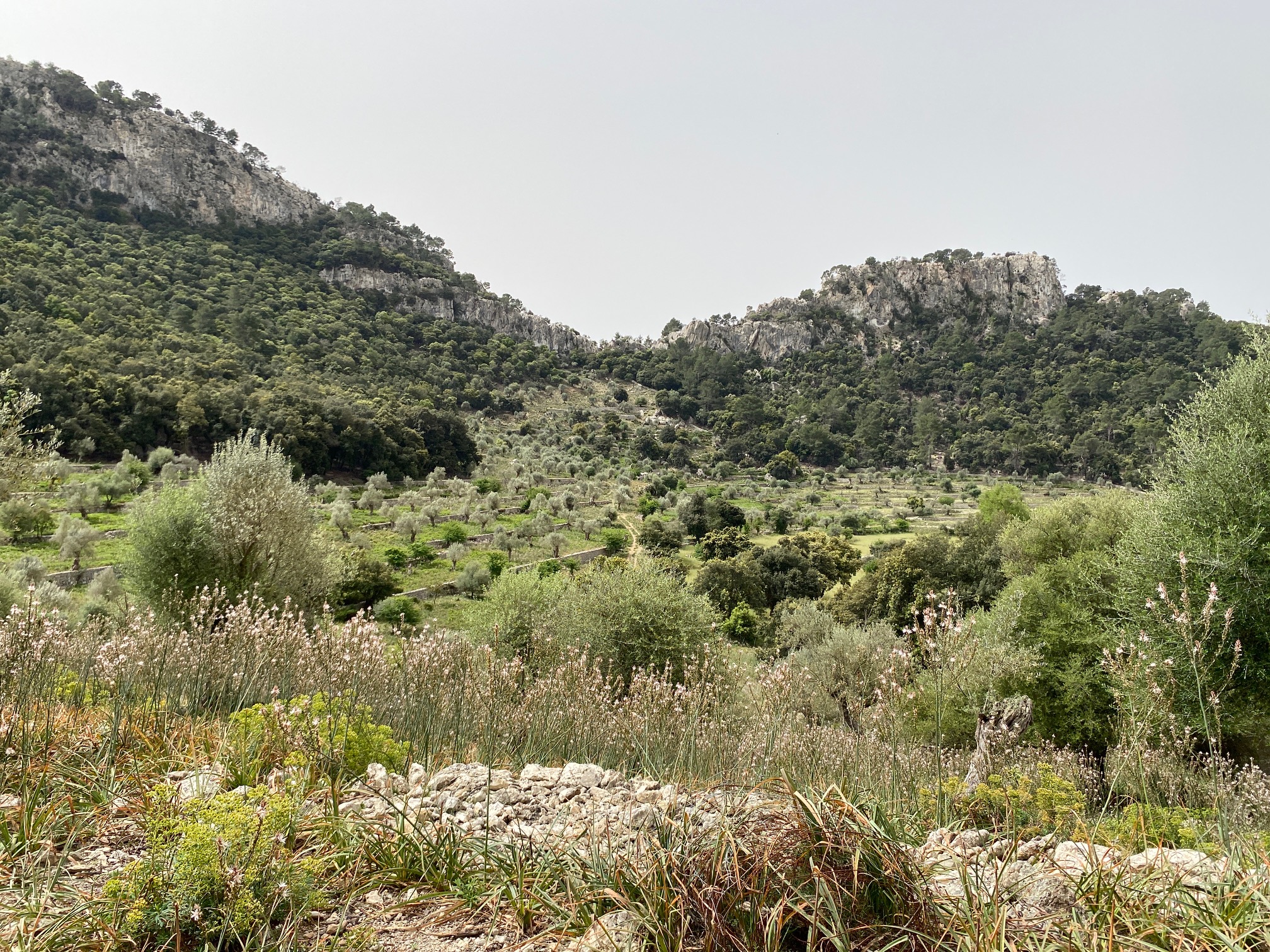 Short walk in our forest